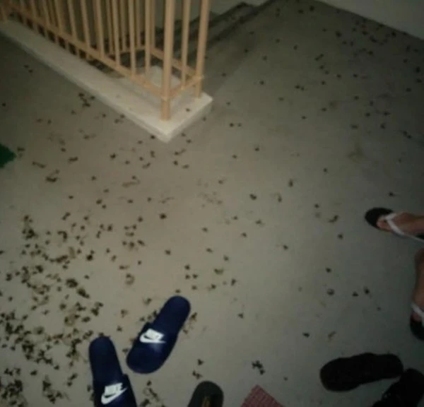 Sốc khi hàng ngàn con ong đậu ngoài cửa sổ 3