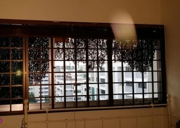 Sốc khi hàng ngàn con ong đậu ngoài cửa sổ 1