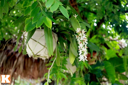 Khám phá nông trang 10.000m2 của Giang Còi ảnh 25 - 25