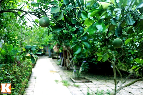 Khám phá nông trang 10.000m2 của Giang Còi ảnh 23 - 23