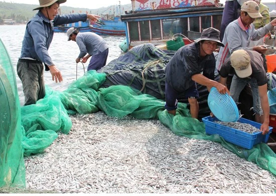 Cá vào bờ, ngư dân vẫn lo…thất thu.