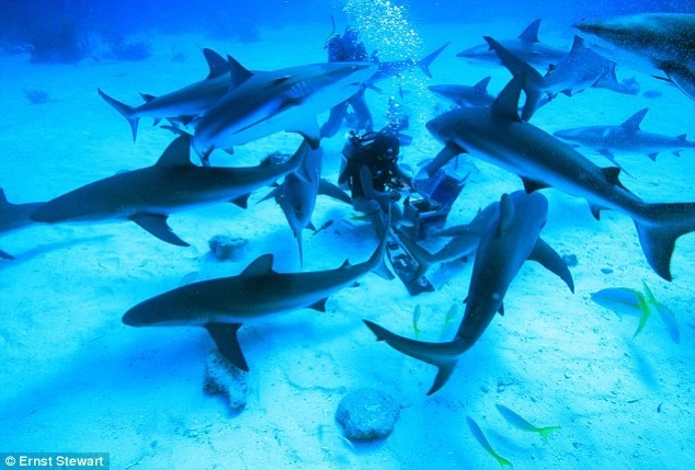 Cô gái "người cá" thoát ly gia đình để sống chung với bầy cá mập ảnh 1