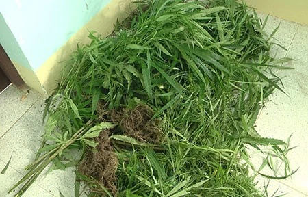 Trồng "vườn" cần sa để cho heo gà ăn mau lớn! ảnh 1 Trồng "vườn" cần sa để cho heo gà ăn mau lớn! ảnh 1