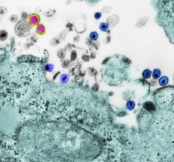 Bao cao su đầu tiên được thiết kế để tiêu diệt virus HIV 2