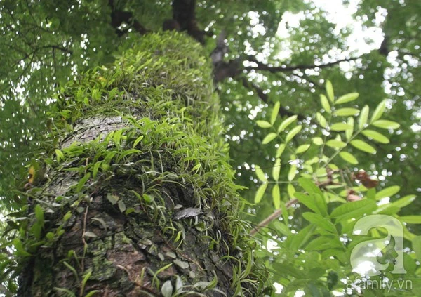 Người Hà Nội tiếc nuối hàng chục cây cổ thụ sắp bị chặt bỏ 13