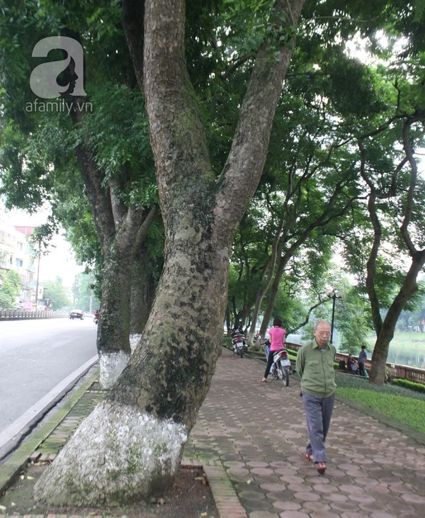 Người Hà Nội tiếc nuối hàng chục cây cổ thụ sắp bị chặt bỏ 3