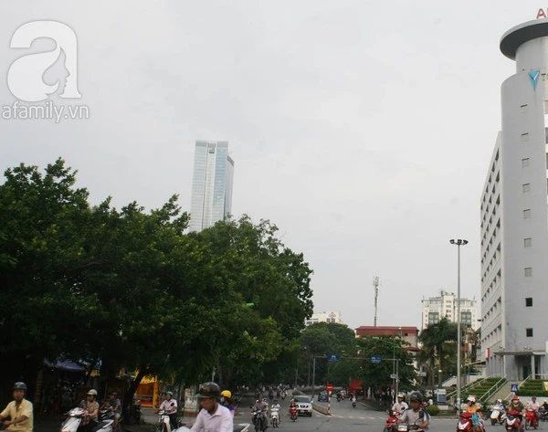 Người Hà Nội tiếc nuối hàng chục cây cổ thụ sắp bị chặt bỏ 2