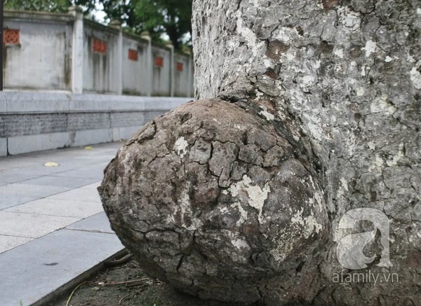 Người Hà Nội tiếc nuối hàng chục cây cổ thụ sắp bị chặt bỏ 12