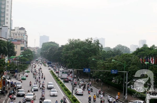 Người Hà Nội tiếc nuối hàng chục <a href='https://plo.vn/tu-khoa.html?q=cây cổ thụ' title='cây cổ thụ'>cây cổ thụ</a> sắp bị chặt bỏ 1