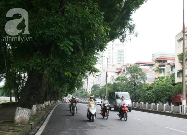Người Hà Nội tiếc nuối hàng chục cây cổ thụ sắp bị chặt bỏ 9
