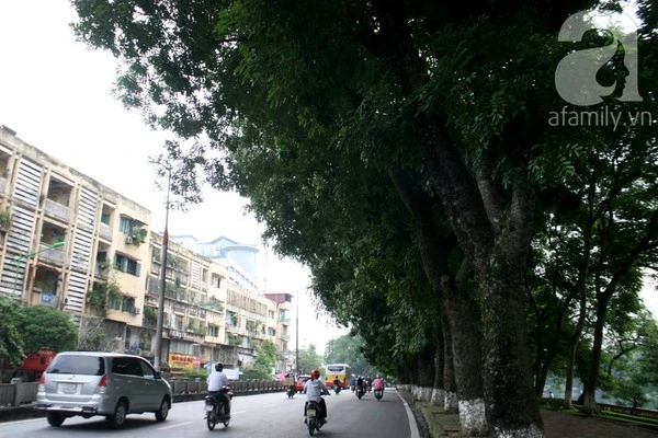Người Hà Nội tiếc nuối hàng chục cây cổ thụ sắp bị chặt bỏ 8