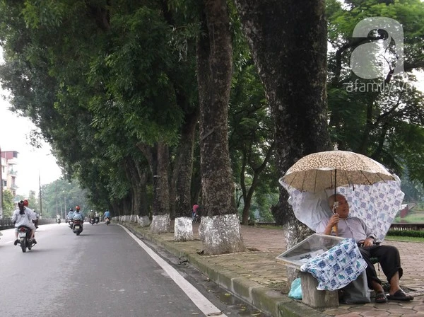 Người Hà Nội tiếc nuối hàng chục cây cổ thụ <a href='https://plo.vn/tu-khoa.html?q=sắp' title='sắp'>sắp</a> bị chặt bỏ 5