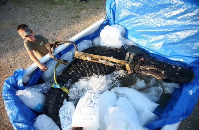 Bắt được cá sấu khổng lồ nặng gần nửa tấn ảnh 4