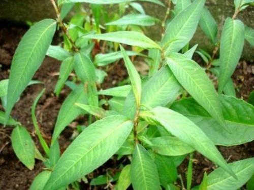 Những loại rau bổ mà độc