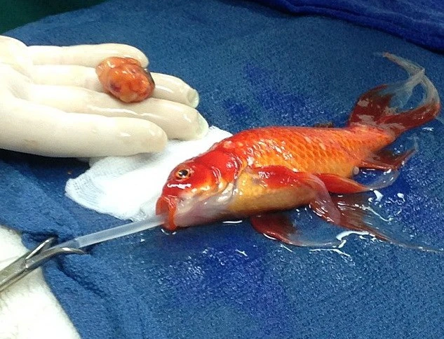 Bác sỹ gây "sốc" khi quyết định phẫu thuật khối u cho cá vàng ảnh 1