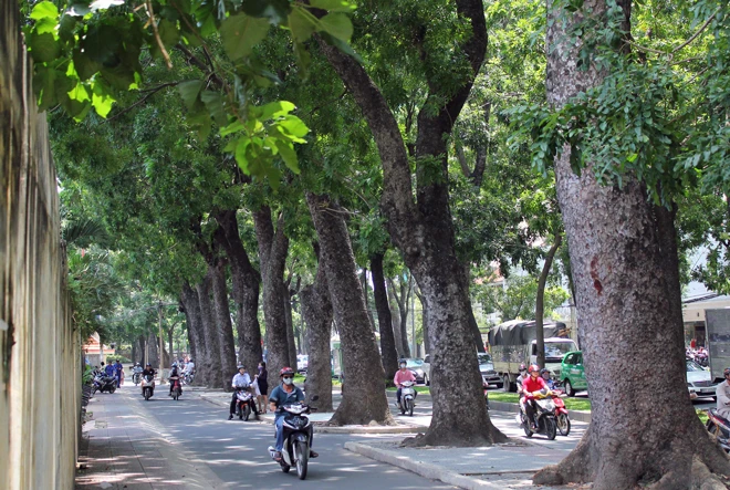 Hot: Sài Gòn lại sắp chia tay hàng cây trăm tuổi ảnh 10 Hot: Sài Gòn lại sắp chia tay hàng cây trăm tuổi ảnh 10