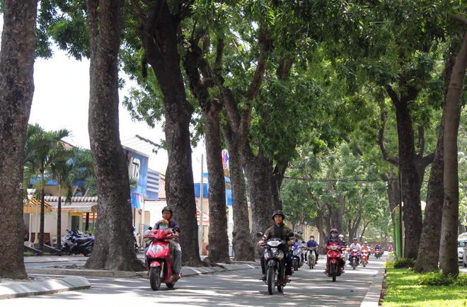 Hot: Sài Gòn lại sắp chia tay hàng cây trăm tuổi ảnh 1 Hot: Sài Gòn lại sắp chia tay hàng cây trăm tuổi ảnh 1