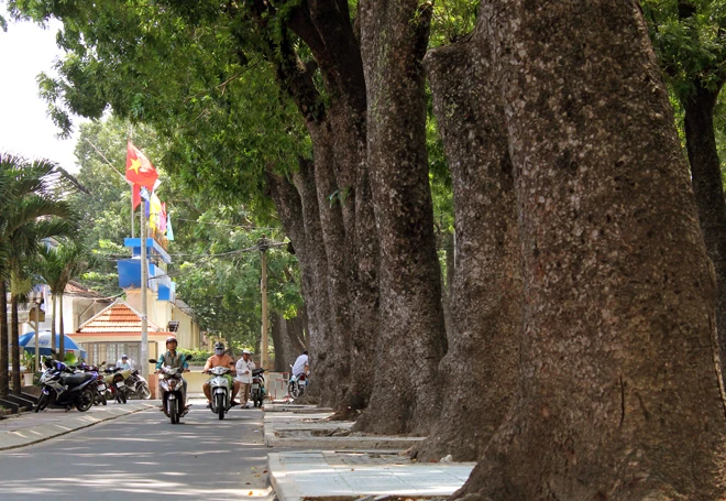 Hot: Sài Gòn lại sắp chia tay hàng cây trăm tuổi ảnh 3 Hot: Sài Gòn lại sắp chia tay hàng cây trăm tuổi ảnh 3