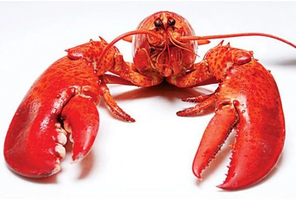 5 loài động vật “trường sinh bất lão” không hề xa lạ 1