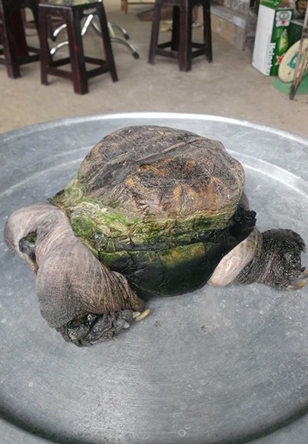 Tiền Giang: Đổ xô đi xem con rùa có hình thù 'siêu dị' 6
