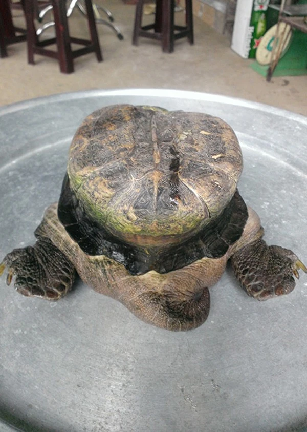 Tiền Giang: Đổ xô đi xem con rùa có hình thù 'siêu dị' 4