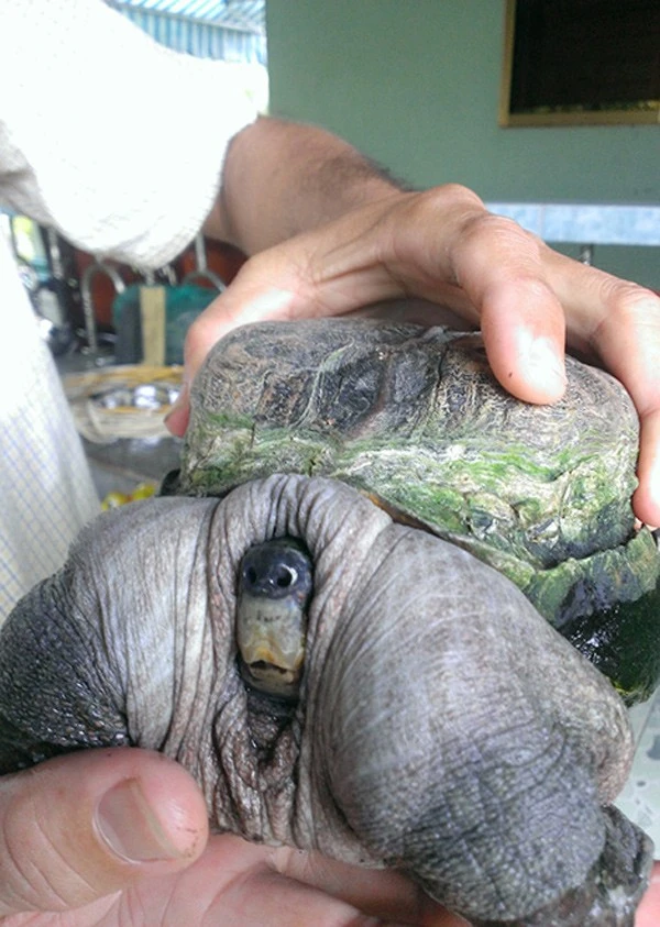 Tiền Giang: Đổ xô đi xem con rùa có hình thù 'siêu dị' 3