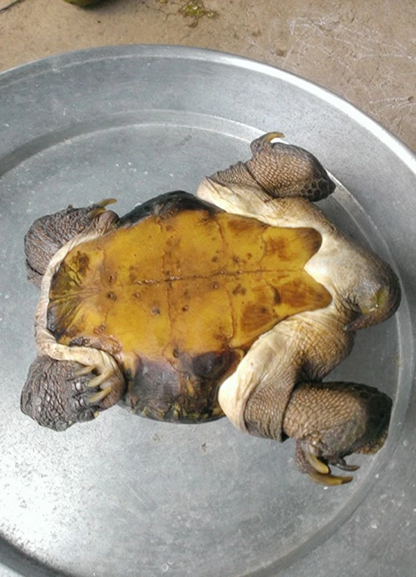 Tiền Giang: Đổ xô đi xem con rùa có hình thù 'siêu dị' 5