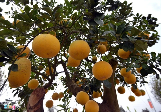Cây bưởi 68 quả dáng cổ thụ độc trăm triệu chưa bán 8