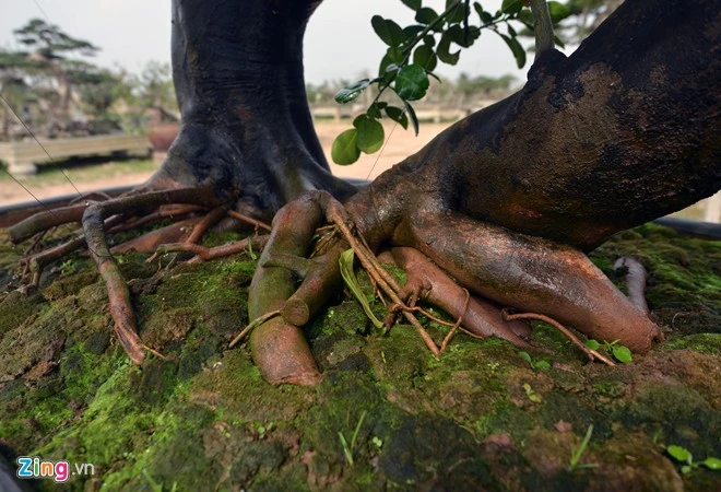 Cây bưởi 68 quả dáng cổ thụ độc trăm triệu chưa bán 3