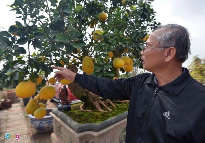 Cây bưởi 68 quả dáng cổ thụ độc trăm triệu chưa bán 7