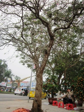 Cây đào có tuổi đời 28 năm.