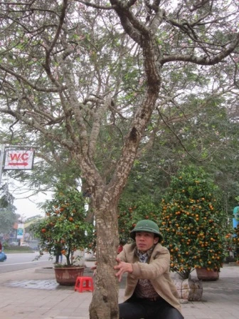 Chu vi thân cây khoảng 70cm.