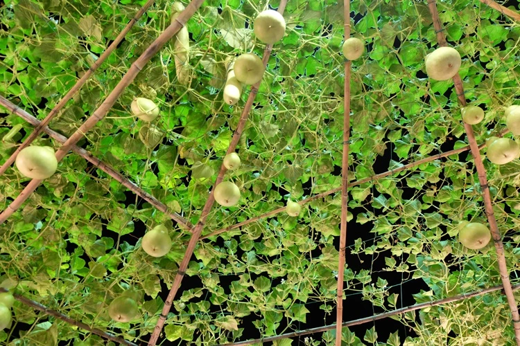 Du xuân ngắm 'làng quê' ở hội hoa xuân Phú Mỹ Hưng ảnh 16