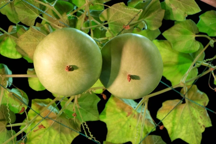 Du xuân ngắm 'làng quê' ở hội hoa xuân Phú Mỹ Hưng ảnh 17