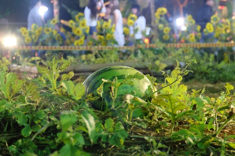 Du xuân ngắm 'làng quê' ở hội hoa xuân Phú Mỹ Hưng ảnh 18