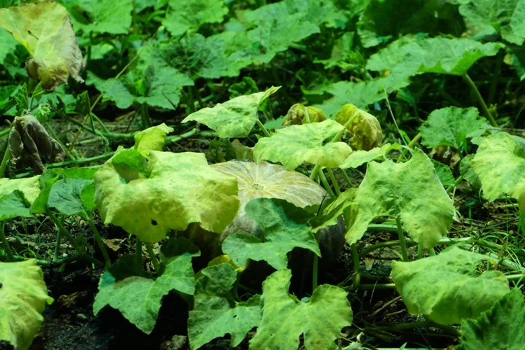 Du xuân ngắm 'làng quê' ở hội hoa xuân Phú Mỹ Hưng ảnh 11