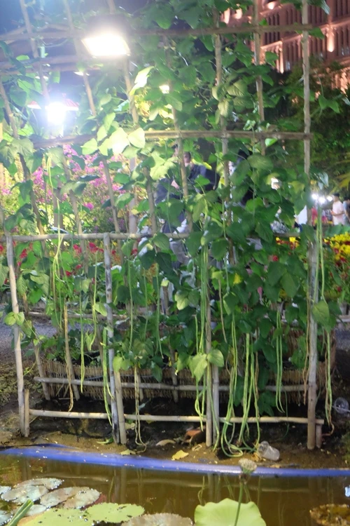 Du xuân ngắm 'làng quê' ở hội hoa xuân Phú Mỹ Hưng ảnh 12