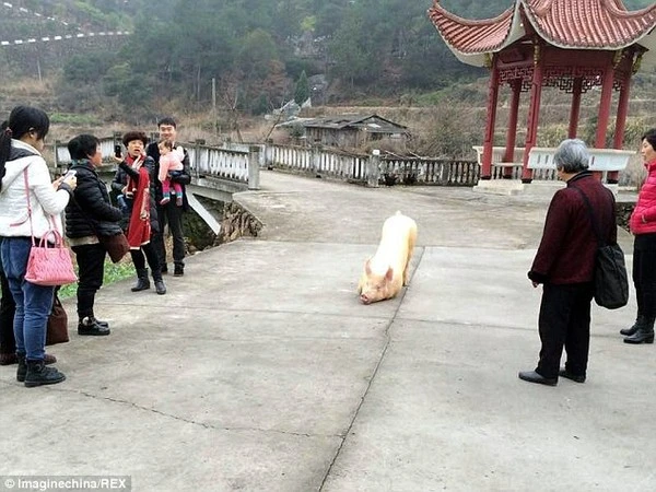 Kỳ lạ: Chú lợn tới trước cửa chùa... quỳ gối hàng tiếng không chịu đứng lên ảnh 3