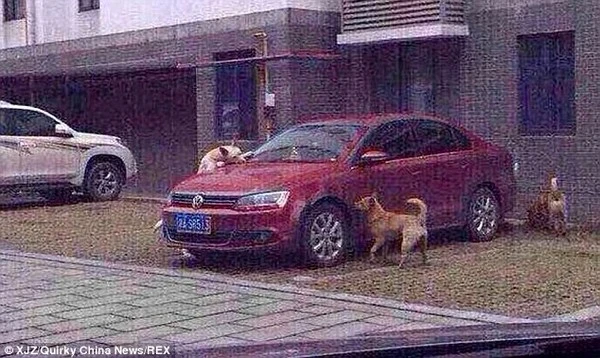 Đàn chó quay lại cắn phá xe ô tô vì bị tài xế đánh đuổi ảnh 4