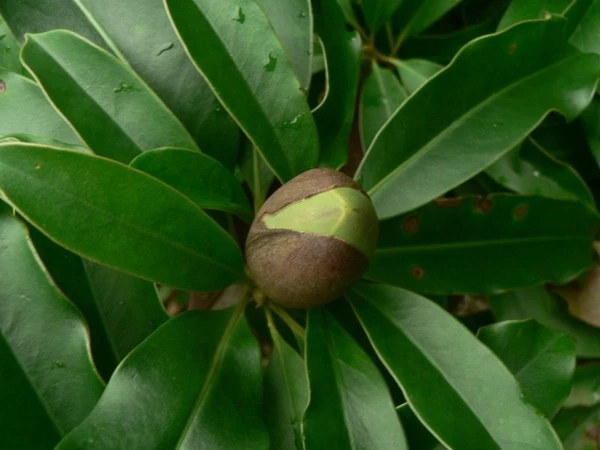 Loại cây thay thế 6.700 cây xanh ở Hà Nội có gỗ quý tương đương gỗ sưa? ảnh 6