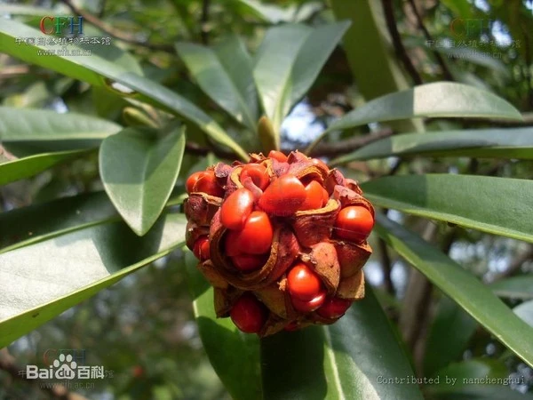 Loại cây thay thế 6.700 cây xanh ở Hà Nội có gỗ quý tương đương gỗ sưa? ảnh 8