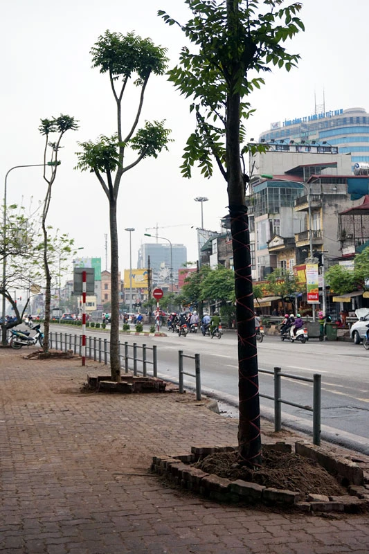 cây xanh; 6.700 cây; Hà Nội; chặt hạ