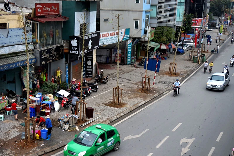 cây xanh; 6.700 cây; Hà Nội; chặt hạ