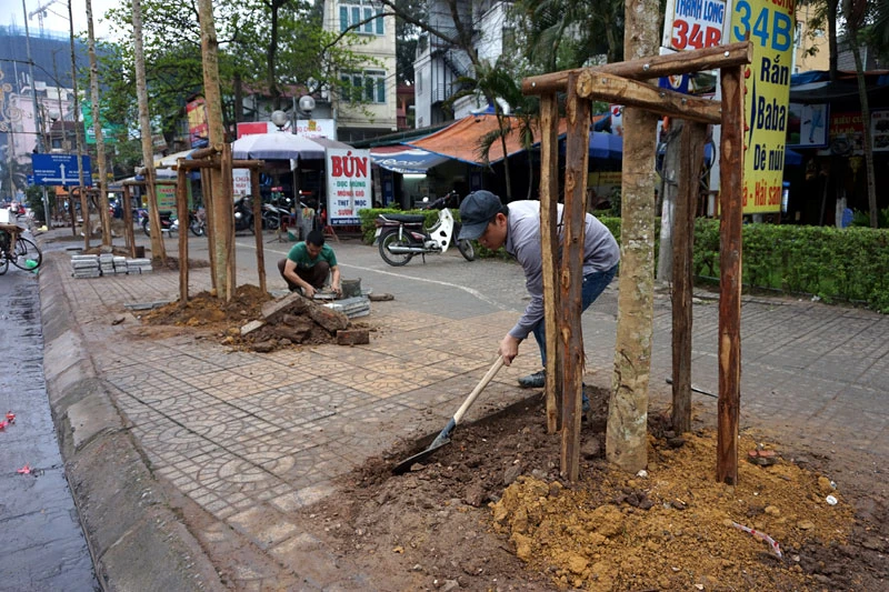 cây xanh; 6.700 cây; Hà Nội; chặt hạ