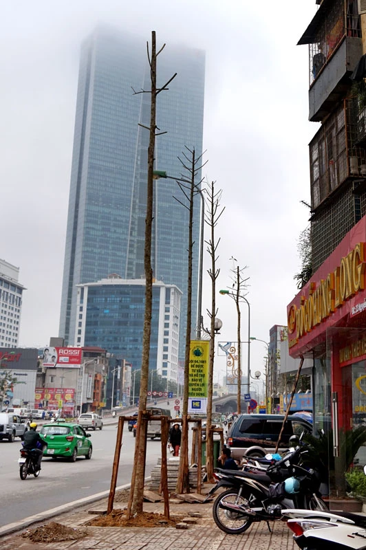 cây xanh; 6.700 cây; Hà Nội; chặt hạ