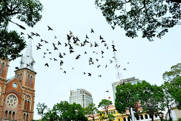 Chuyện về đàn chim bồ câu nổi tiếng ở nhà thờ Đức Bà Sài Gòn ảnh 6