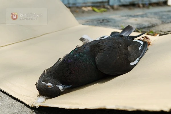 Chuyện về đàn chim bồ câu nổi tiếng ở nhà thờ Đức Bà Sài Gòn ảnh 3