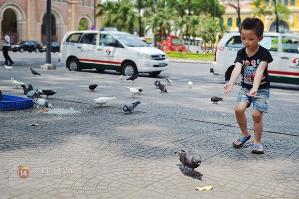 Chuyện về đàn chim bồ câu nổi tiếng ở nhà thờ Đức Bà Sài Gòn ảnh 7