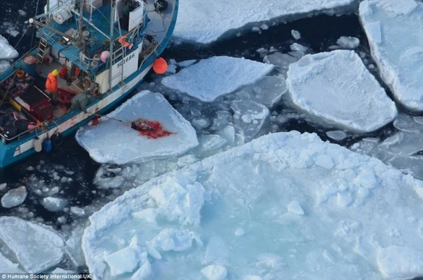 Rùng mình trước cảnh giết hải cẩu con để lấy lông ở Canada ảnh 8
