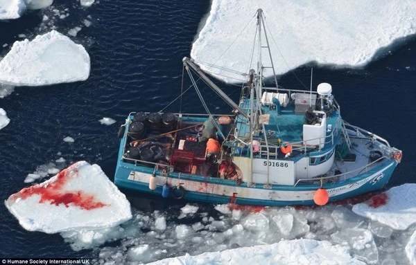 Rùng mình trước cảnh giết hải cẩu con để lấy lông ở Canada ảnh 1